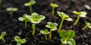 Diverse investments thriving, growing, green plants.